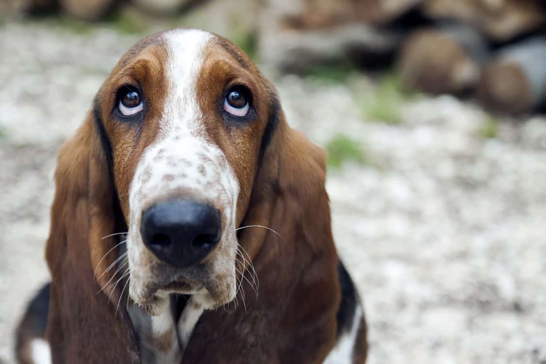 Basset-Hound