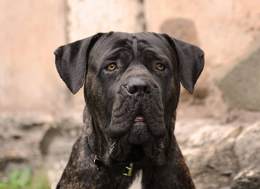 Cane Corso