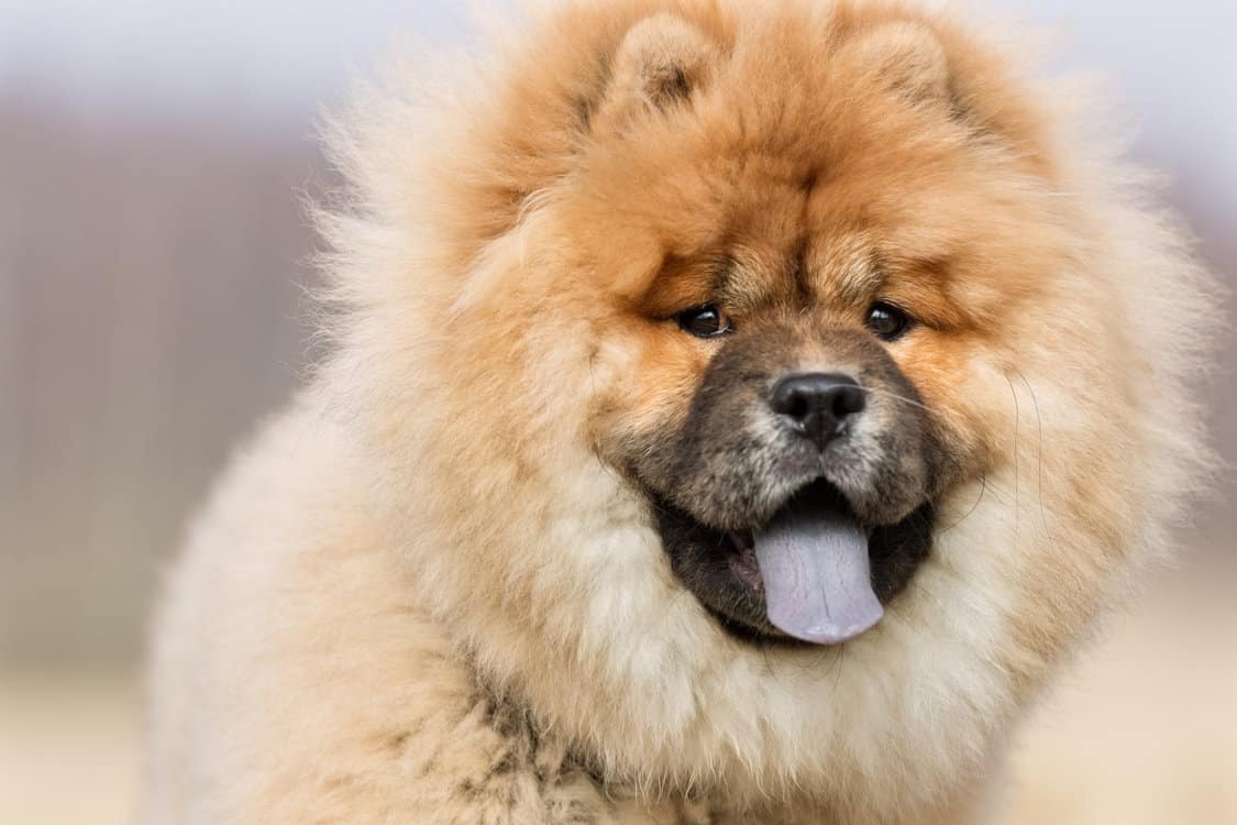 Chow-Chow