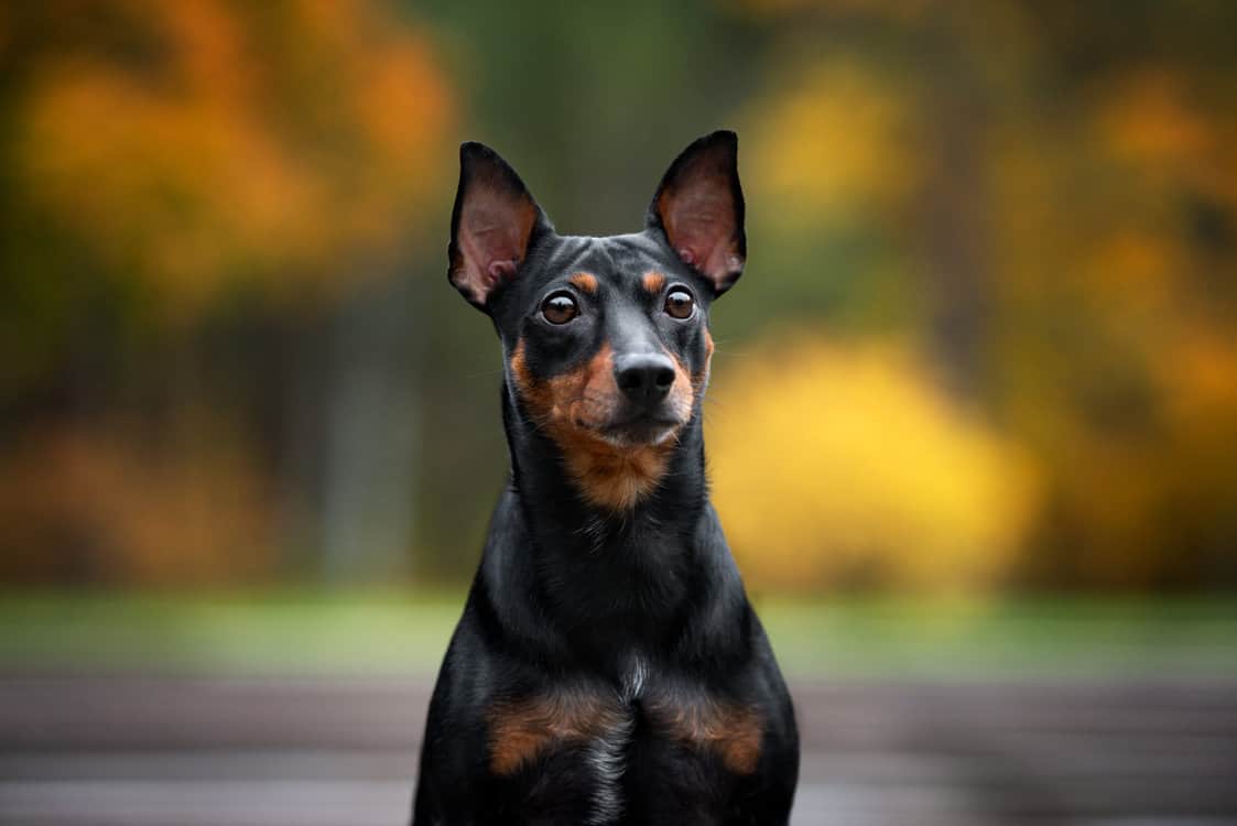 Deutscher-Pinscher