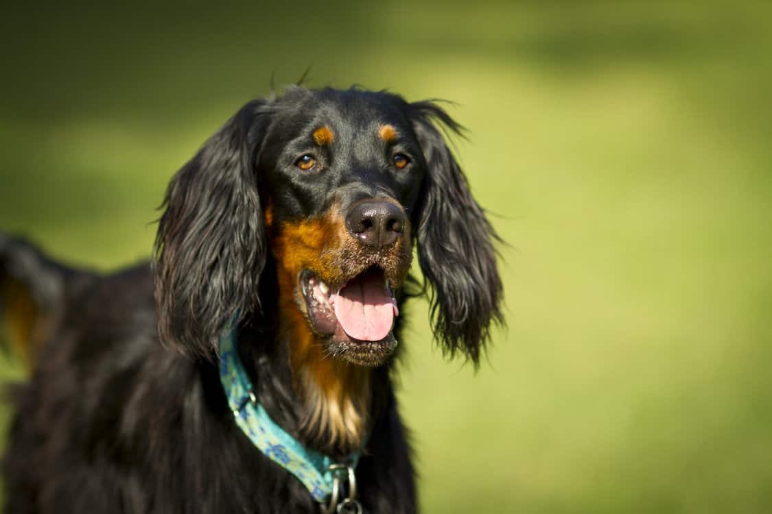 Gordon-Setter