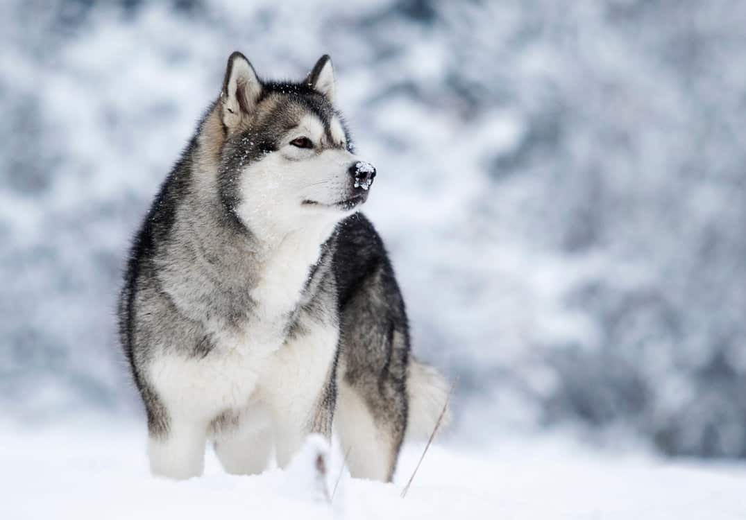 Siberian-Husky