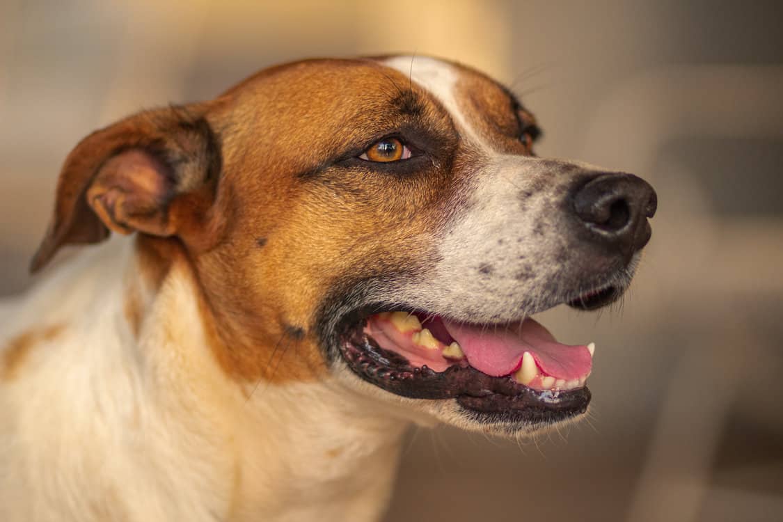 Brasilianischer-Terrier