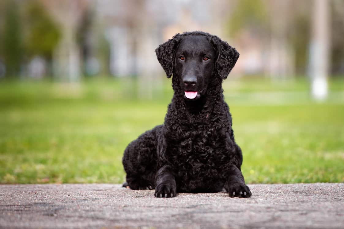 Curly-Coated-Retriever