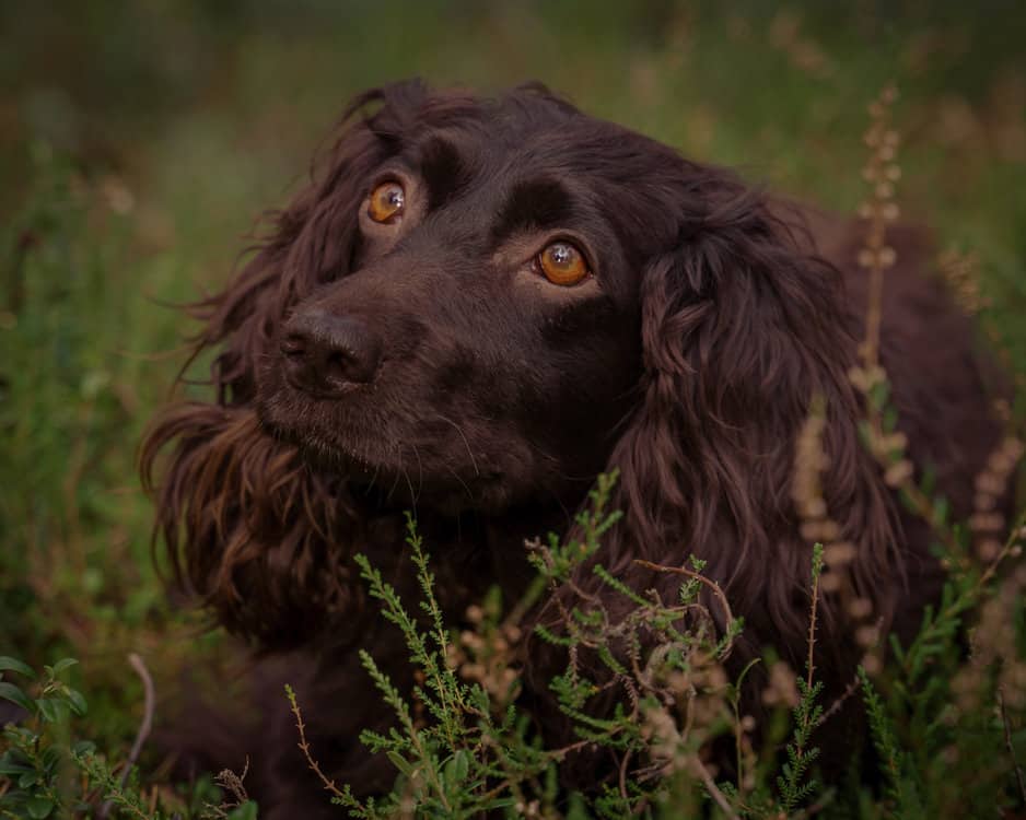 Deutscher-Wachtelhund