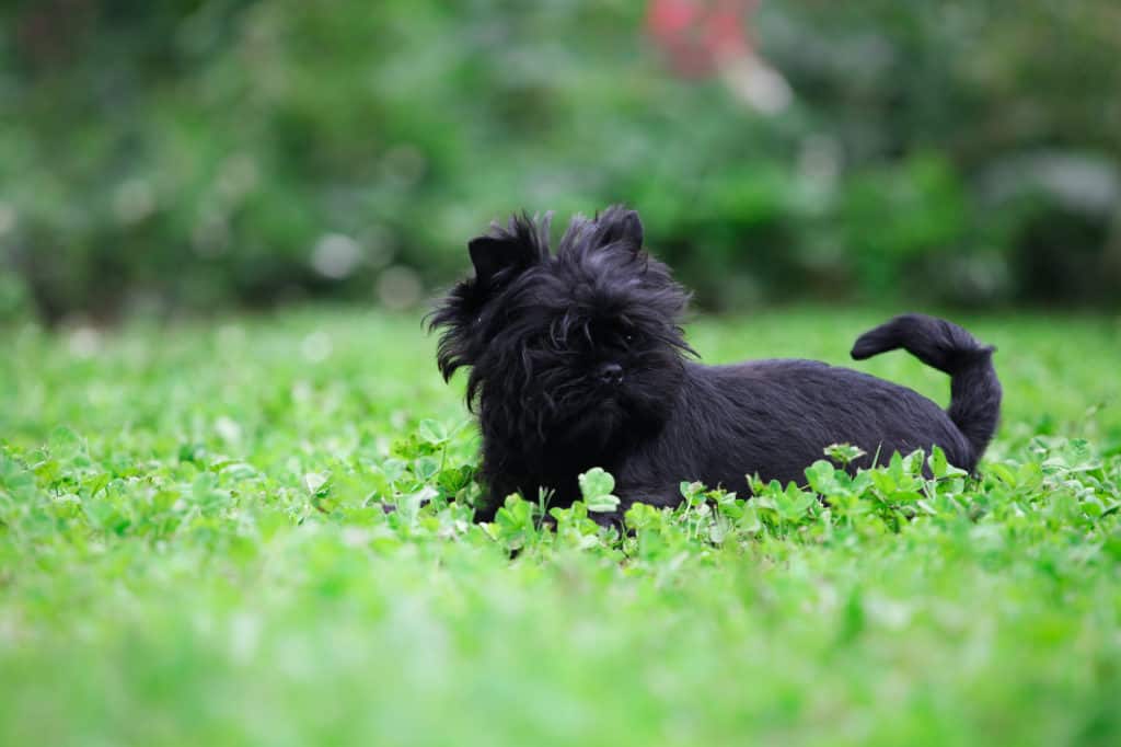 Affenpinscher-Rasse