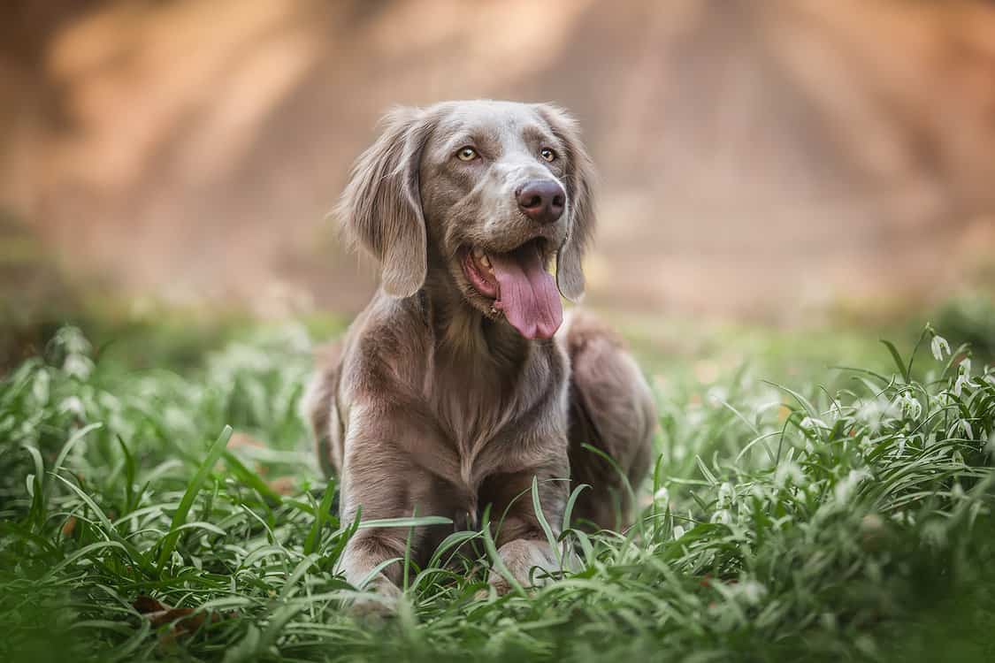 Weimaraner-Rasse