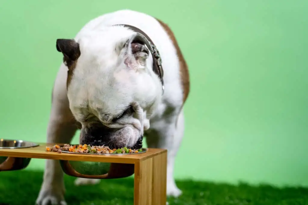 10 Lebensmittel, die ihr Hund nicht fressen sollte