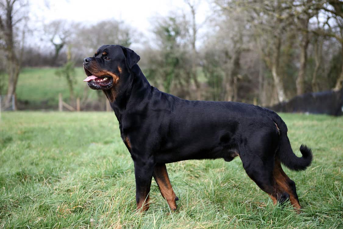 rottweiler-rasse