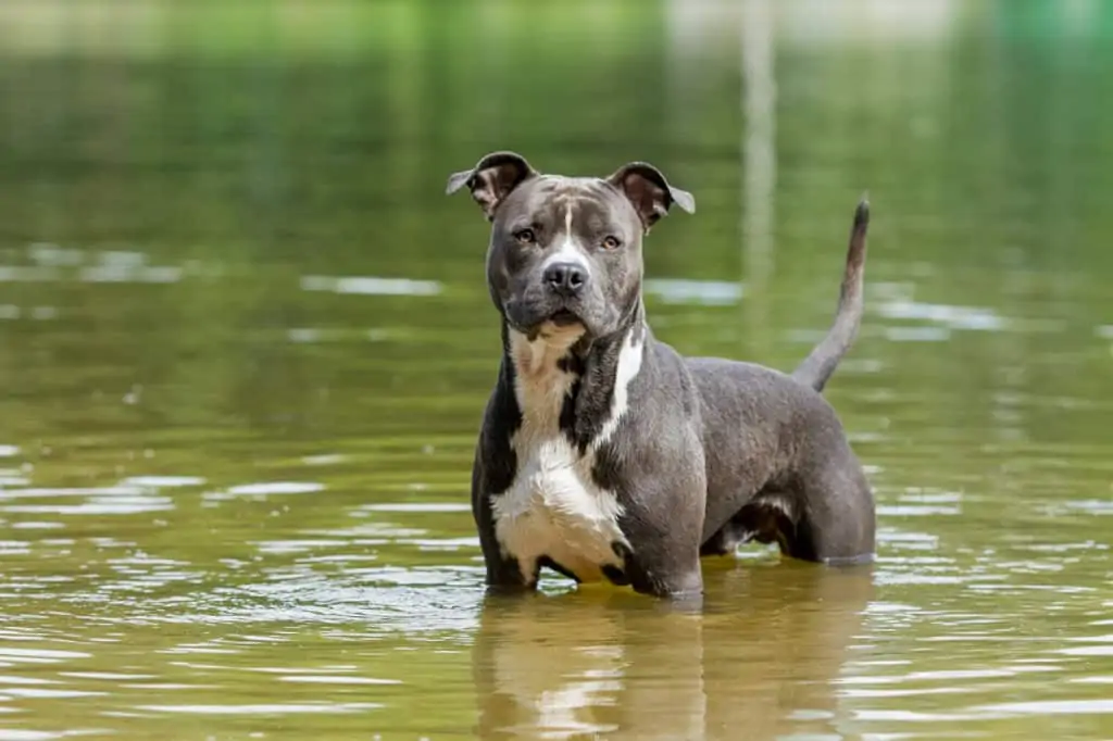 American-Staffordshire-Terrier