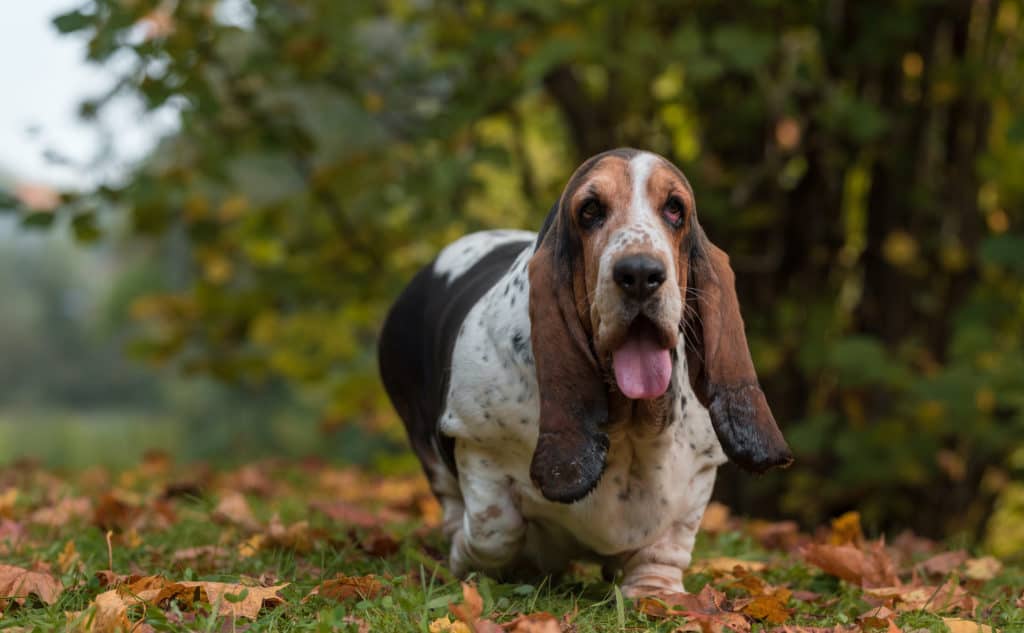 Basset-Hound