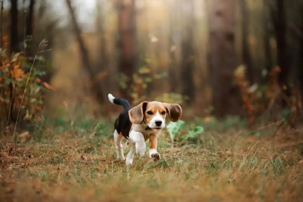 Beagle