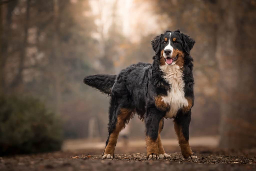 Berner-Sennenhund