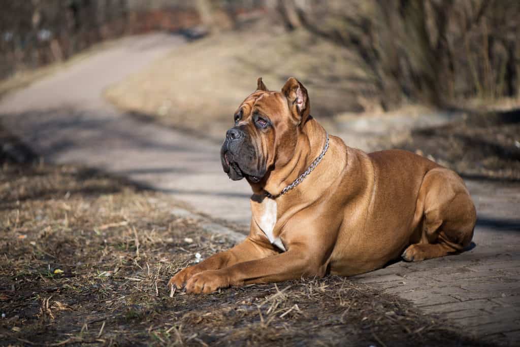 Cane-Corso