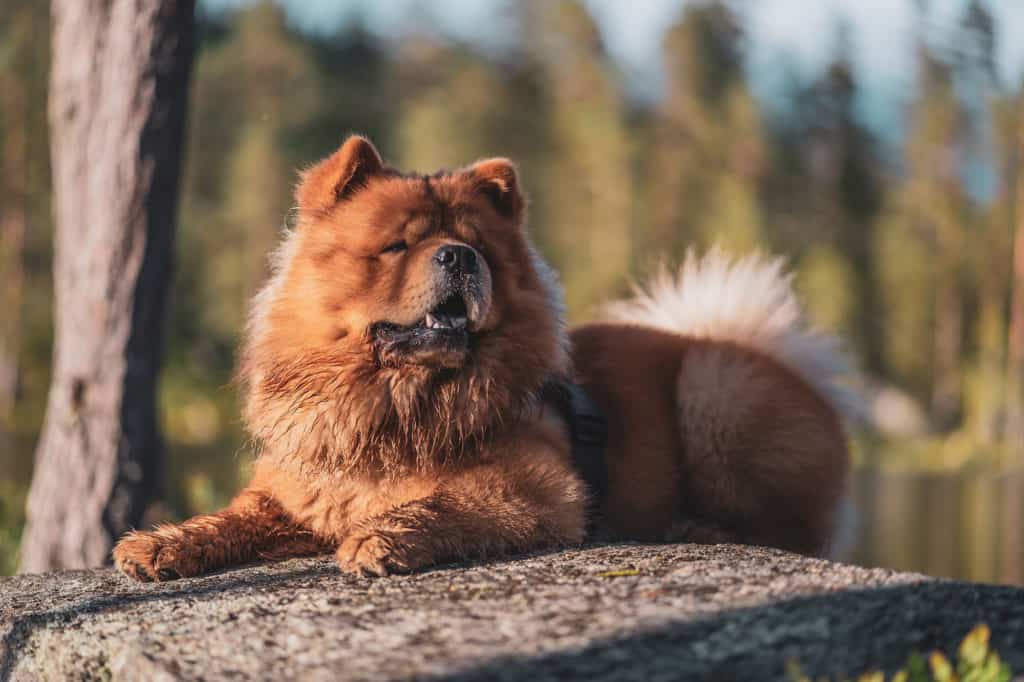 Chow-Chow