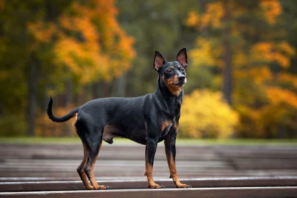 Deutscher-Pinscher