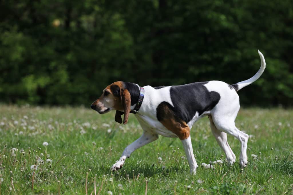 English-Foxhound