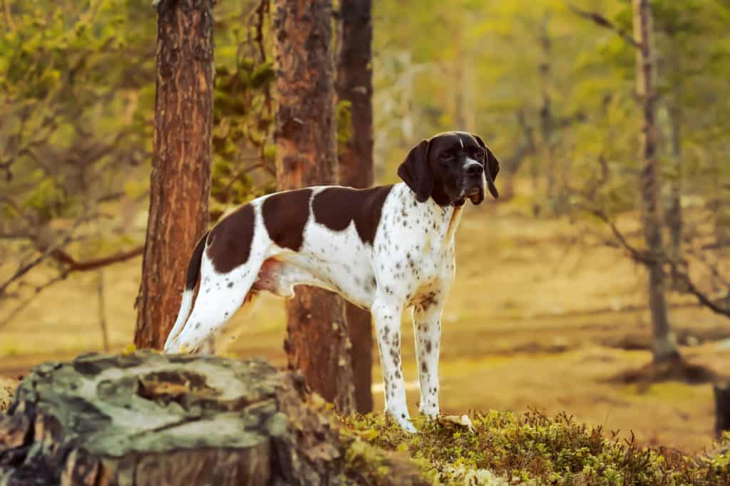 Englischer-Pointer