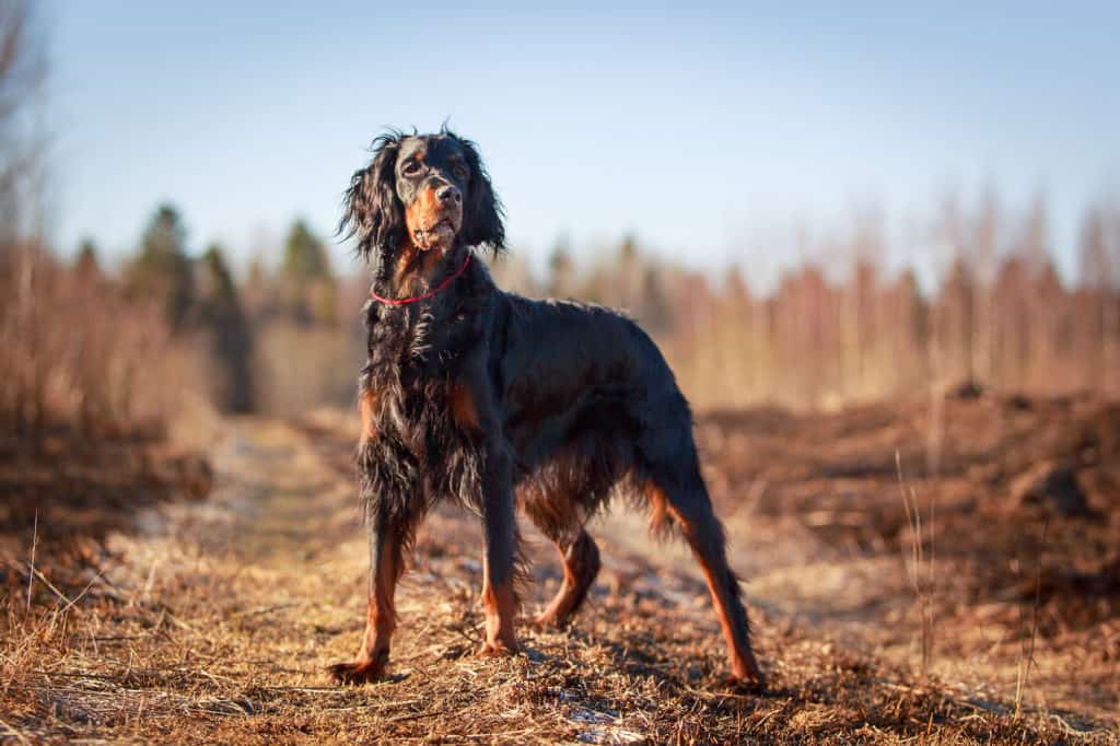 Gordon-Setter