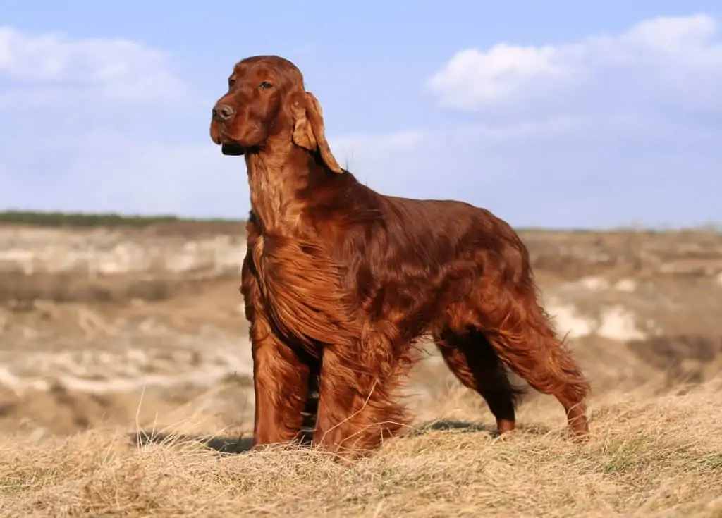 Irish-Red-Setter