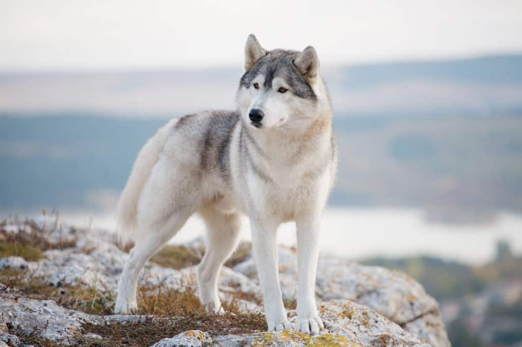 Sibirian-Husky