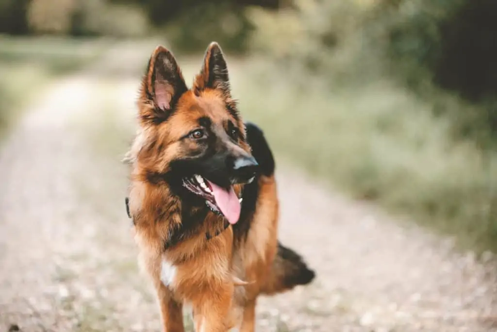 deutscher-Schaeferhund
