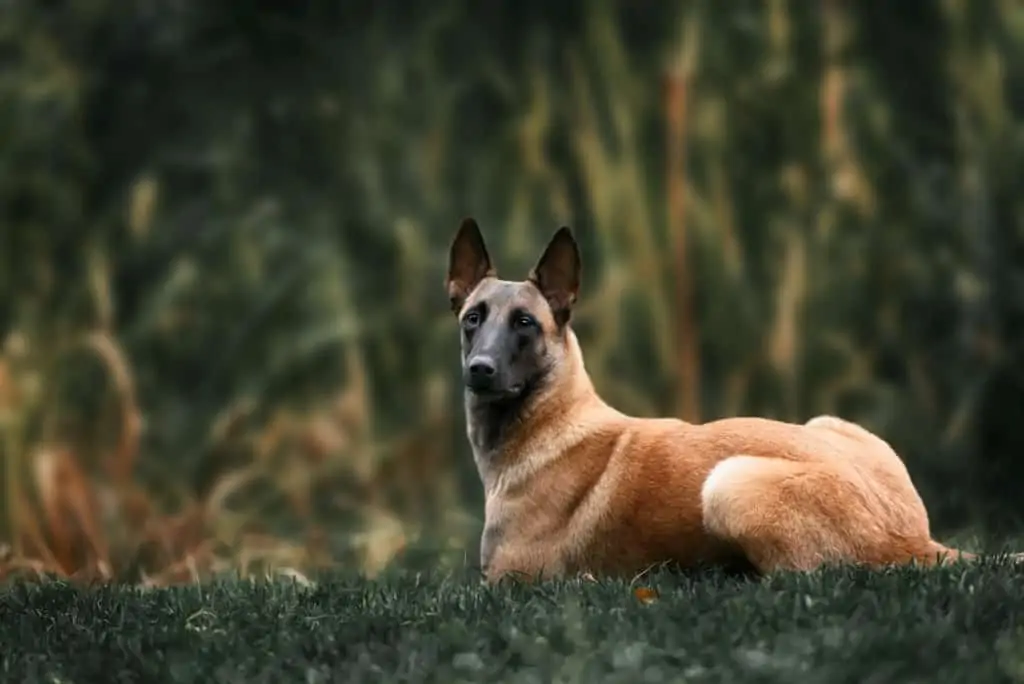 Belgischer-Schäferhund