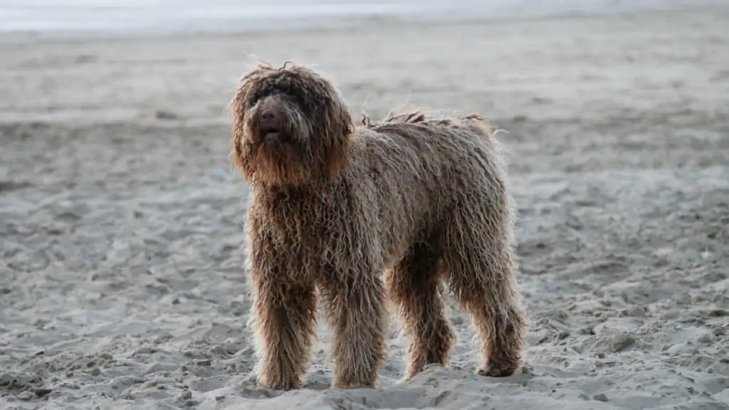 Potugiesischer-Wasserhund